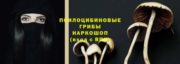 прущие грибы Белокуриха